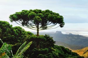 Araucaria