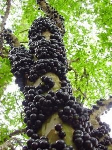  "Jabuticaba chupa-se no pé", sentenciou o poeta Carlos Drummond de Andrade.