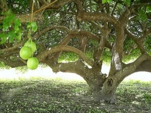 "Desafiando as secas mais duradouras, umbuzeiros amparam, alimentam, mitigam a sede do homem do sertão." Euclides da Cunha, em Os Sertões