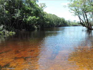 Natureza Amazônia