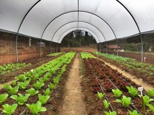 Hoje contamos com uma Horta Orgânica, onde são cultivados todos os legumes e vegetais preparados em nossa cozinha.